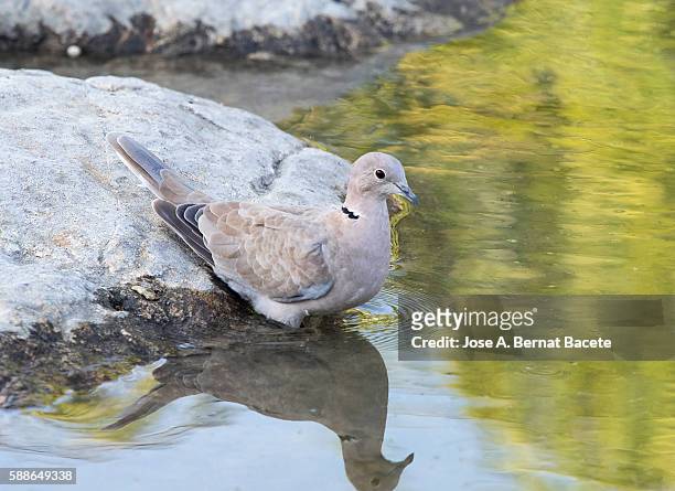 eurasian collared-dove (streptopelia decaocto) , spain. drinking in a water lake. - columbiformes stock-fotos und bilder