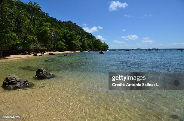 praia da pipa - delphine forest stock-fotos und bilder