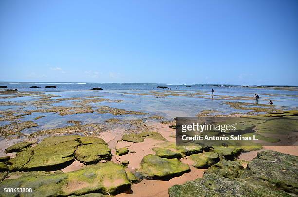 praia do forte. brasil - bahía stock pictures, royalty-free photos & images