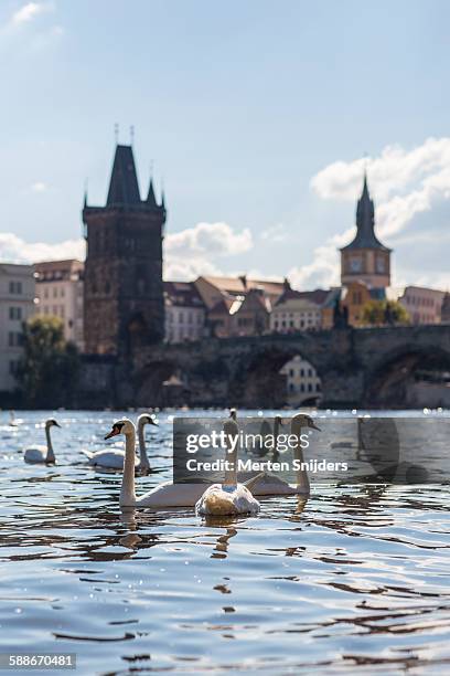 group of swans at charles bridge - prague river stock pictures, royalty-free photos & images