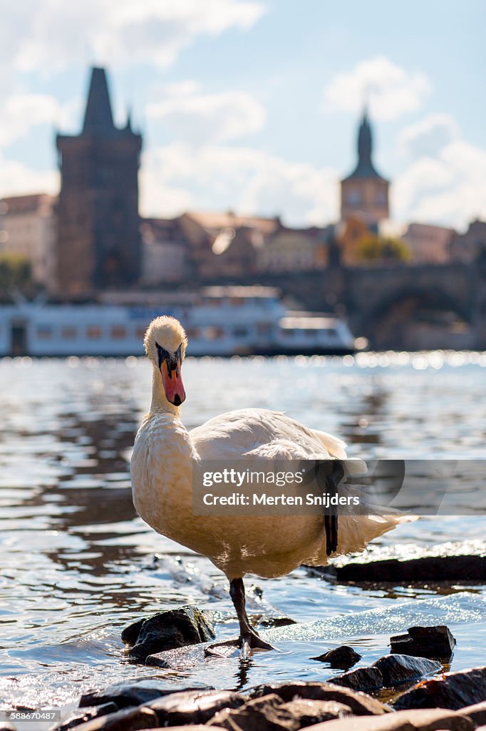 Swan on one leg at Cihelná