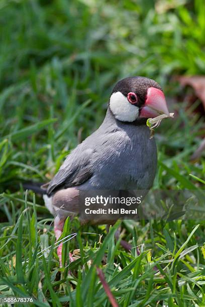 127 Java Sparrow Stock Photos, High-Res Pictures, and Images - Getty Images