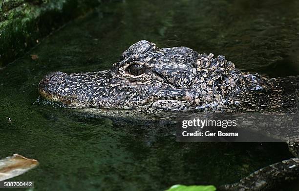 swimming chinese alligator (alligator sinensis) - alligator sinensis stock pictures, royalty-free photos & images