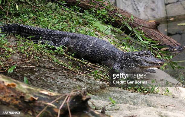 chinese alligator (alligator sinensis) - alligator sinensis stock pictures, royalty-free photos & images