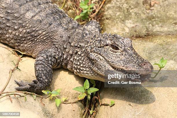 portrait of a chinese alligator (alligator sinensis) - alligator sinensis stock pictures, royalty-free photos & images