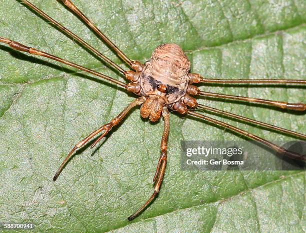 Harvestman Rakes 124 Harvestman Spider Stock Photos, High-Res Pictures, and Images ...