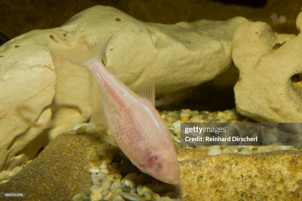 Blind Cave Fish (Anoptichthys jordani or Astyanax fasciatus mexicanus), Mexico