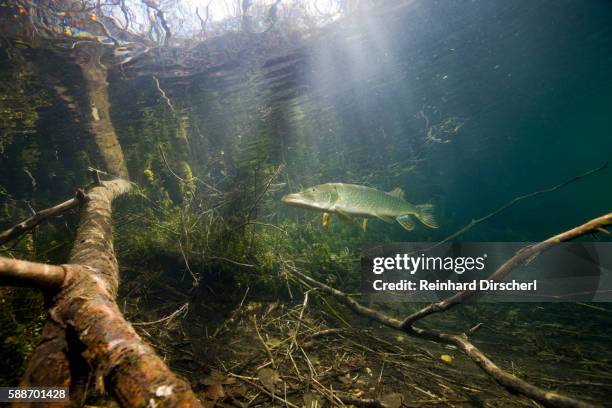 northern pike (esox lucius), echinger weiher lake, germany - northern pike ストックフォトと画像