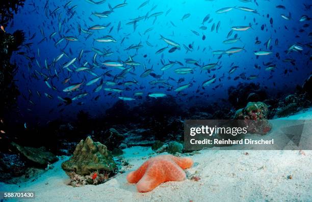schooling neon fusiliers (pterocaesio tile) and a granulated or cushion starfish (choriaster granulatus) - pterocaesio tile stock pictures, royalty-free photos & images