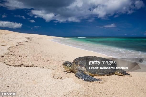green sea turtle on a beach (chelonia mydas), oahu, pacific ocean, hawaii, usa - turtle stock pictures, royalty-free photos & images