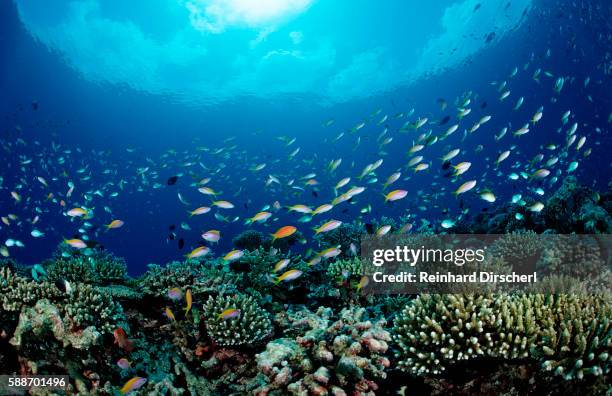 hard coral reef with coral fishes (pseudanthias and chromis), maldives, indian ocean, meemu atoll - océan indien photos et images de collection