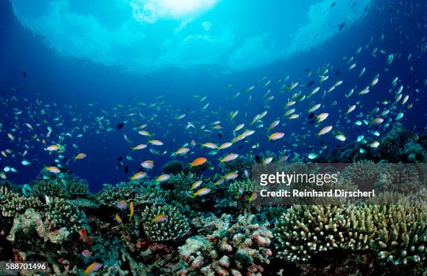hard coral reef with coral fishes (pseudanthias and chromis), maldives, indian ocean, meemu atoll - reef ストックフォトと画像