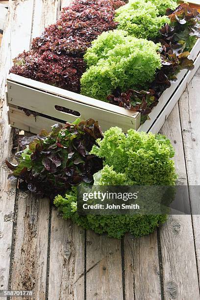 red and green coral lettuce - lettuce coral stock pictures, royalty-free photos & images
