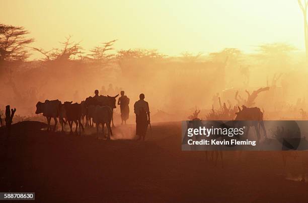somali nomads with cattle - somalia foto e immagini stock
