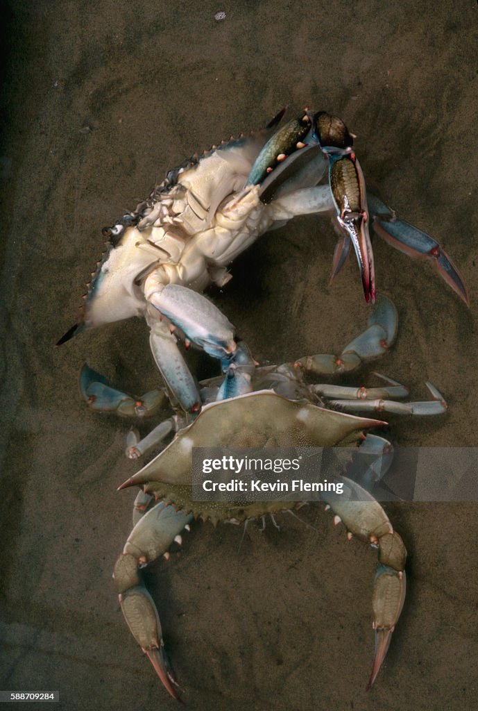 Blue Crab Shedding Shell