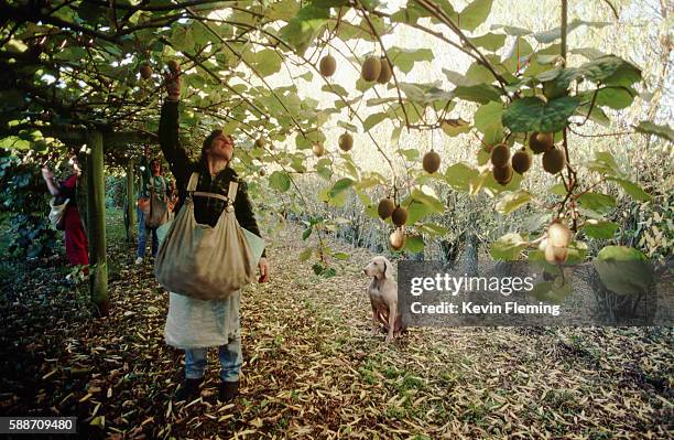 picking kiwi fruit - bay of plenty stock pictures, royalty-free photos & images