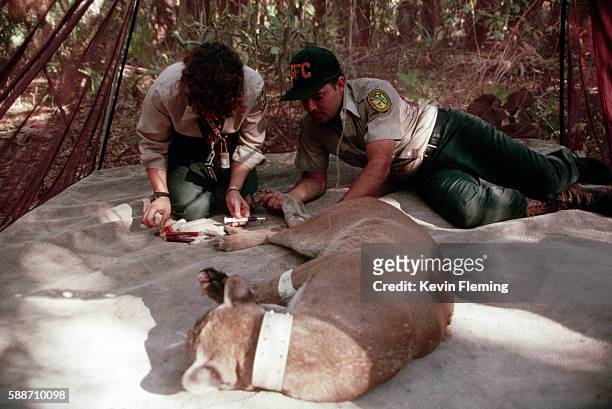 animal workers drawing blood samples from a panther - フロリダパンサー ストックフォトと画像