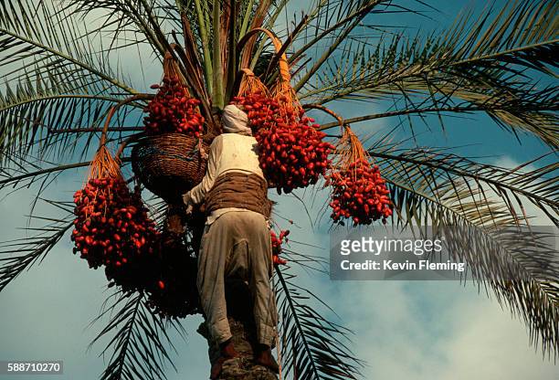 bedouin harvesting dates - date fruit fotografías e imágenes de stock