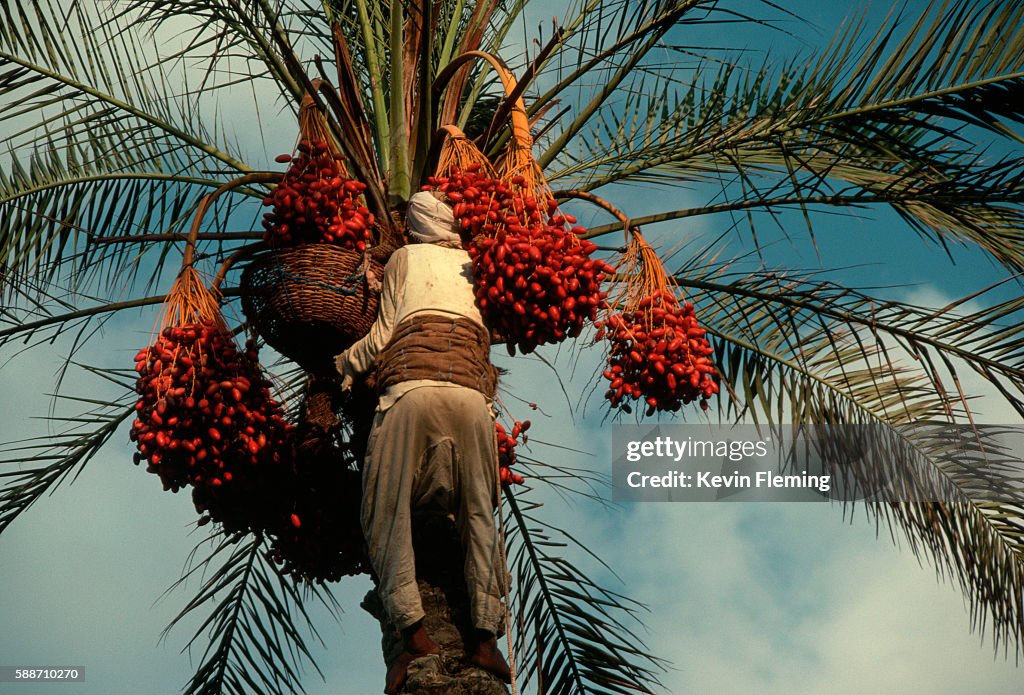 Bedouin Harvesting Dates