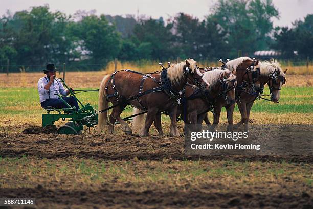 amish farmer plowing a field - zugpferd stock-fotos und bilder