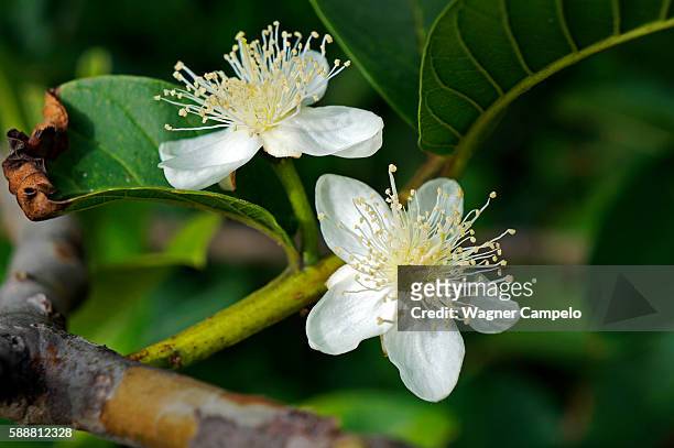 guava tree flowers - guava stock pictures, royalty-free photos & images