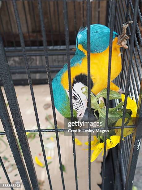 44 Gold Bird Cage Stock Photos High Res Pictures and Images Getty