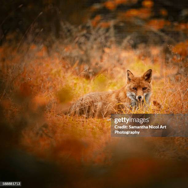 Hi Fall Fox 16,932 Fox Fall Stock Photos, High-Res Pictures, and Images - Getty Images