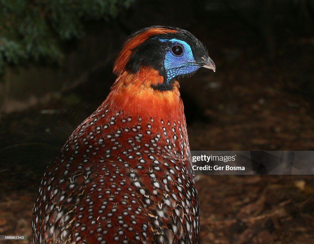 Temminck's Tragopan