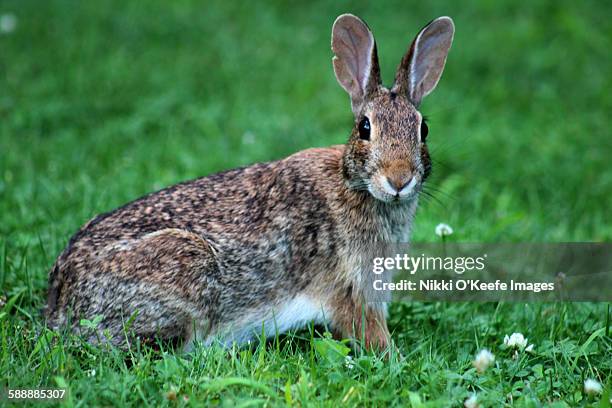 eastern cottontail in the grass - cottontail stockfoto's en -beelden