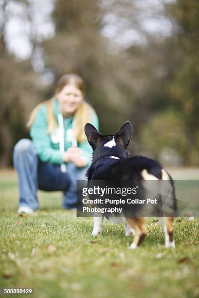 young woman calls to corgi dog outdoors - one woman only kneeling stock pictures, royalty-free photos & images