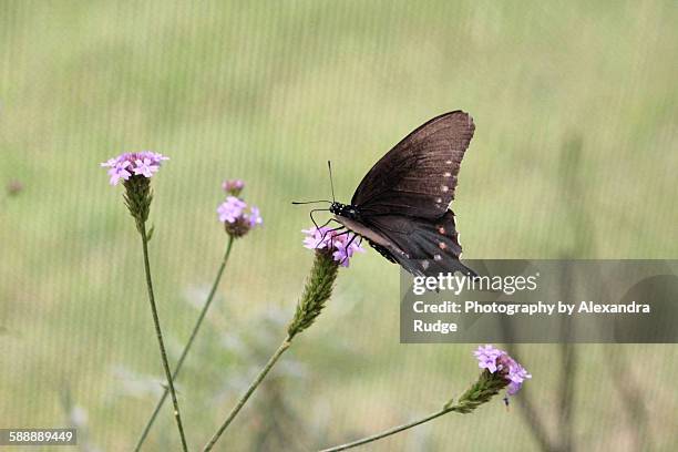 batthus philenor butterfly - pipevine swallowtail butterfly stock pictures, royalty-free photos & images