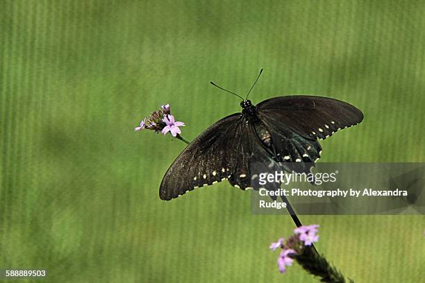 batthus philenor butterfly - pipevine swallowtail butterfly stock pictures, royalty-free photos & images