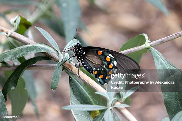 batthus philenor butterfly. - pipevine swallowtail butterfly stock pictures, royalty-free photos & images