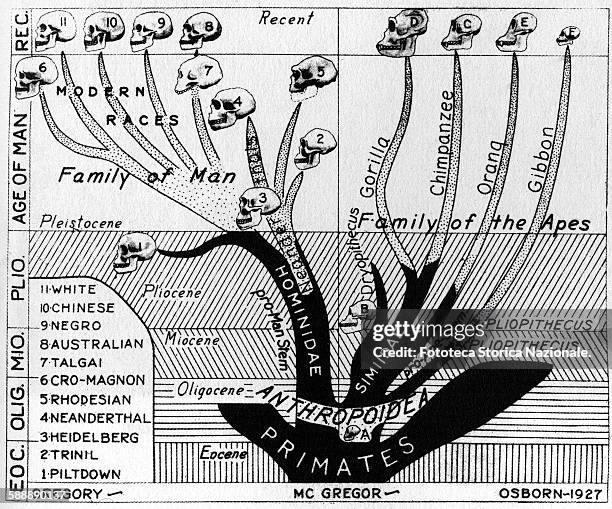 The evolution of the human species according to the theories of Charles Darwin; the first edition of the treatise "On the origin of species by means...