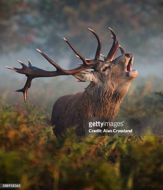 bellowing stag - red deer animal stock pictures, royalty-free photos & images