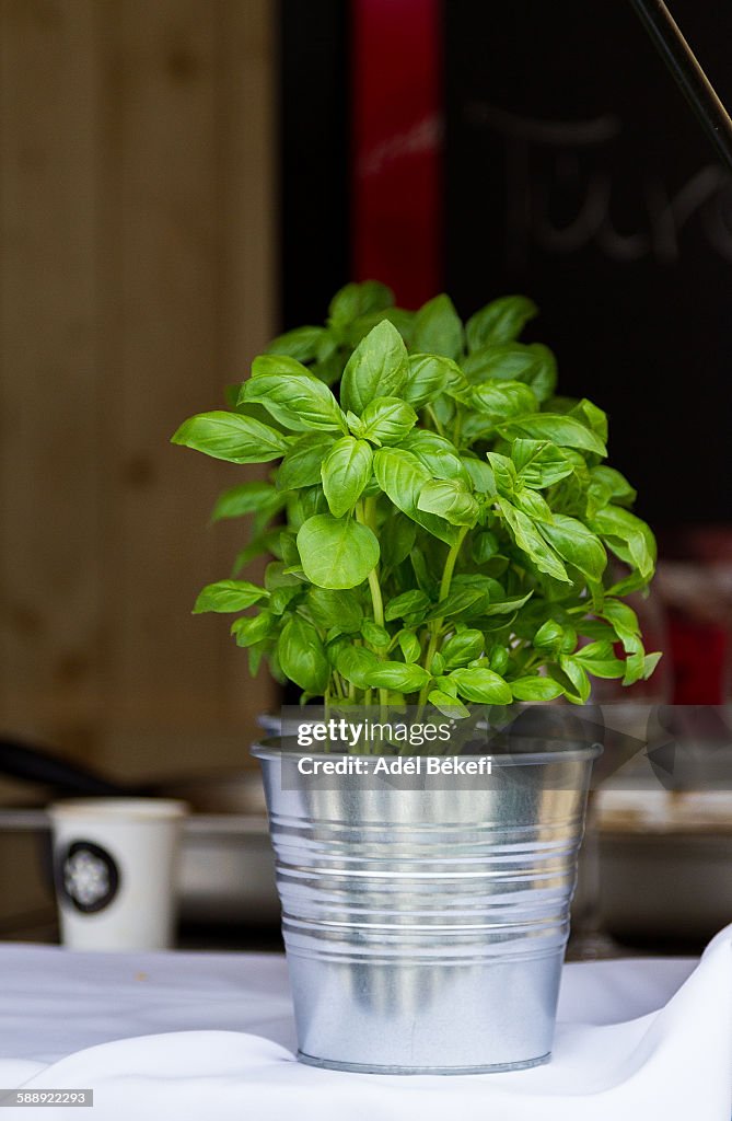 Basil