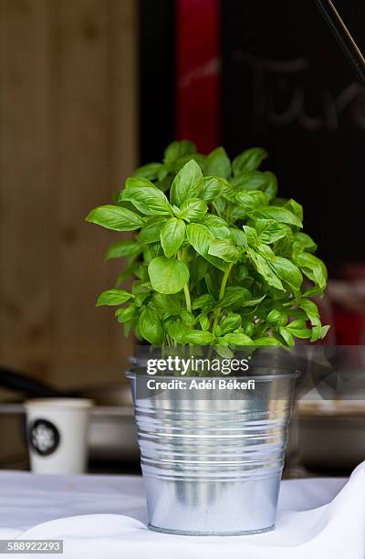 basil - peppermint geranium stock pictures, royalty-free photos & images