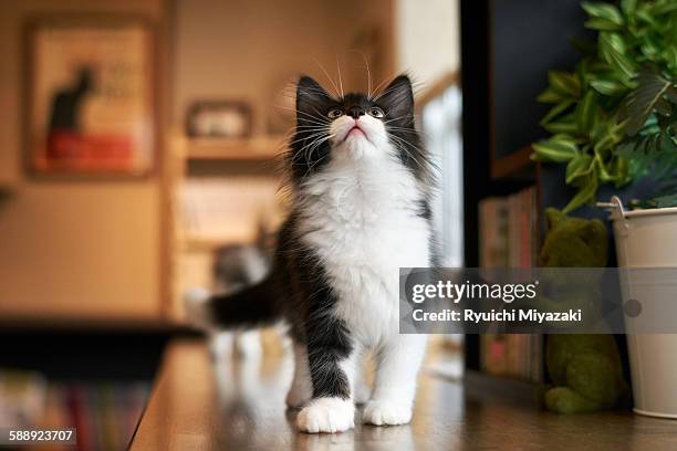 kitten looking up - norwegian forest cat stock pictures, royalty-free photos & images