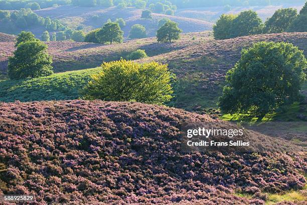 hills with blooming heather at the posbank - posbank stockfoto's en -beelden