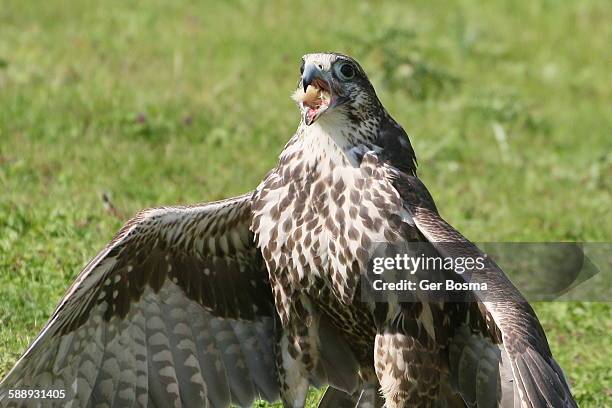 saker falcon dinner - chicken hawk stock pictures, royalty-free photos & images