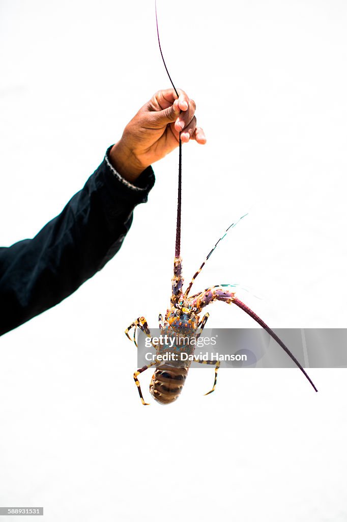 LAMU, INDIAN OCEAN, KENYA, AFRICA. Anonymous hand holds a large lobster by the antenna against white backdrop.