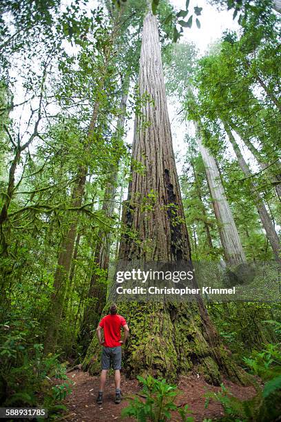 a hiker looks up at a giant redwood tree in stout grove, jedediah smith redwoods state park. - redwood national park stock pictures, royalty-free photos & images