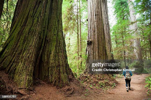 a hiker walks past giant redwood trees while visiting stout grove, jedediah smith redwoods state park. - redwood national park imagens e fotografias de stock