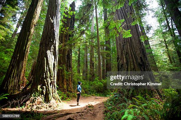 a hiker stands amongst giant redwood trees while visiting stout grove, jedediah smith redwoods state park. - jedediah smith redwoods state park stock pictures, royalty-free photos & images