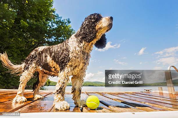 wet dog standing with ball on jetty - perro de aguas fotografías e imágenes de stock