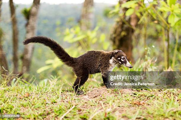 costa rica, coati in grass - coati stock-fotos und bilder