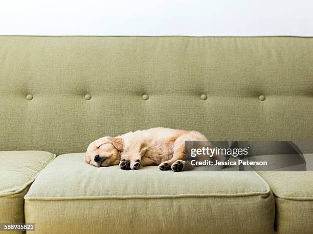 puppy sleeping on sofa - sleeping dog stock pictures, royalty-free photos & images