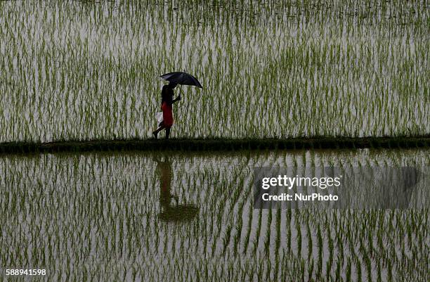 Village living farmer and daily wage laborers look at the agricultural paddy fields as they replants paddy saplings for this year crop after the...