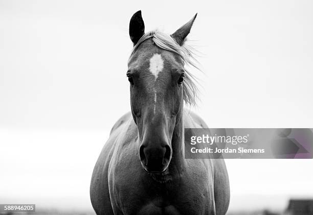 a horse in a field. - horse stock pictures, royalty-free photos & images