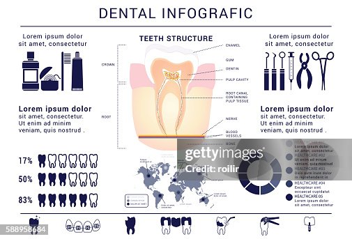 Dental Infographic With Teeth Structure High-Res Vector Graphic - Getty ...